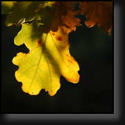 Oak leaf in Automn