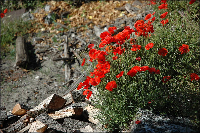 Coquelicots au village Buoux en Luberon