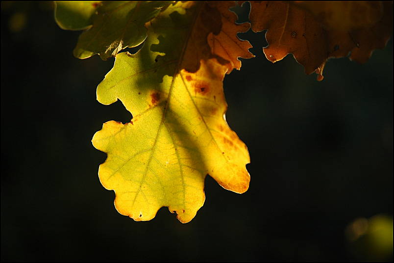 Oak leaf in Automn