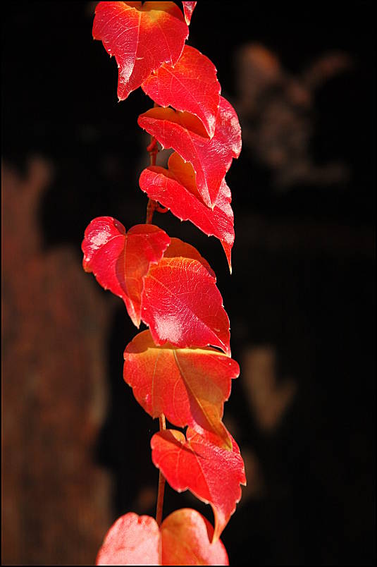 Automn vine, Buoux,Provence