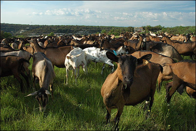 The goat heard, and bastide neuve (eighteenth century) in Buoux