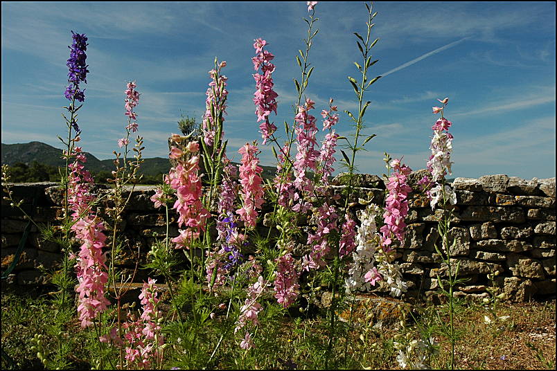 Wild flowers early summer