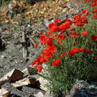 Gite en Luberon, coquelicots à Buoux